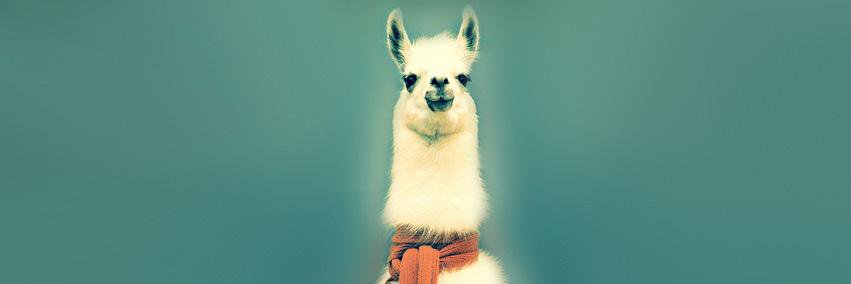 cusllama's profile banner image