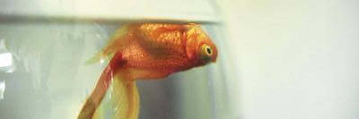 Мертвая золотая рыбка в аквариуме. Погибшие рыбки в аквариумах. Как понять что рыбка умирает в аквариуме. Как понять что рыбка умирает в аквариуме. Как понять что рыбка умирает в аквариуме.