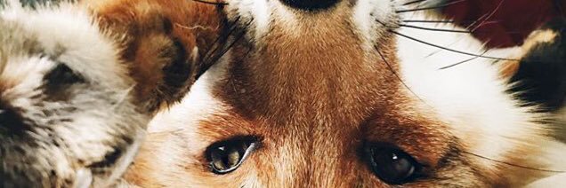 IceVera's profile banner image