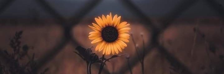 𝕮𝖔𝖗𝖛𝖍𝖊𝖑𝖑 banner