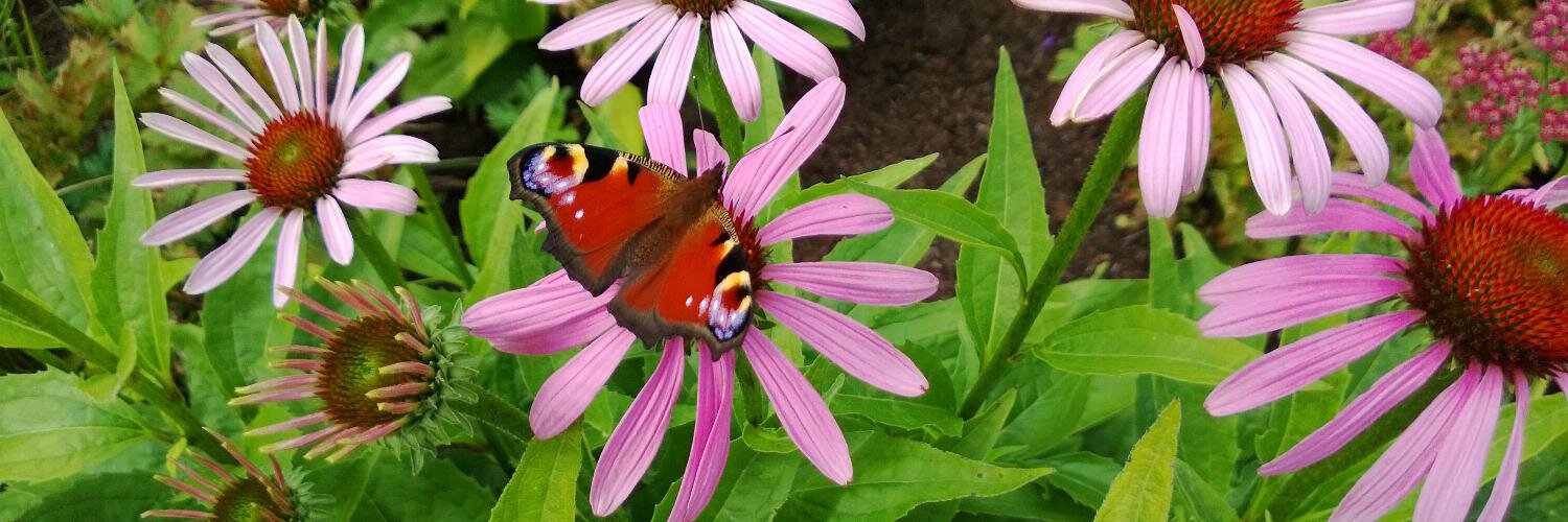 Jane Pike 💜💙 banner