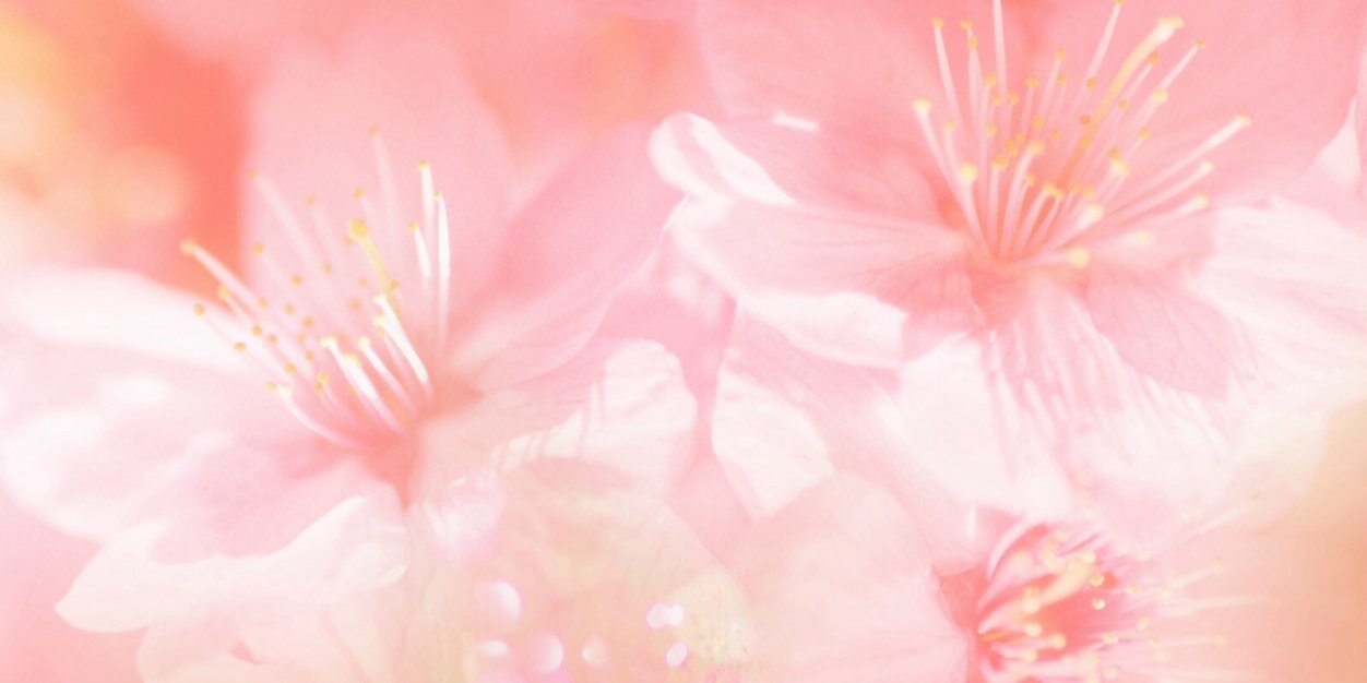 xLauraHobe's profile banner image