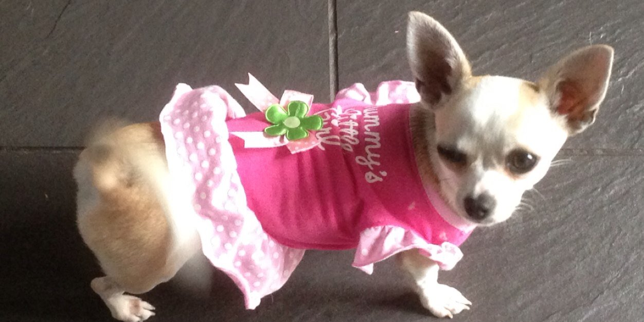 darcy__dog's profile banner image