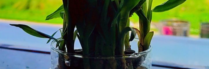 WinXMoney💸🍀☘️ banner