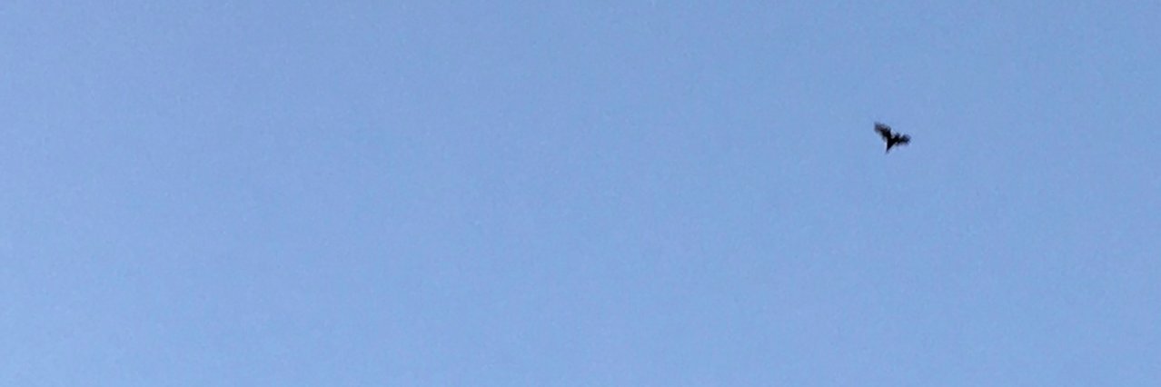 Twitter banner for @symptomatic