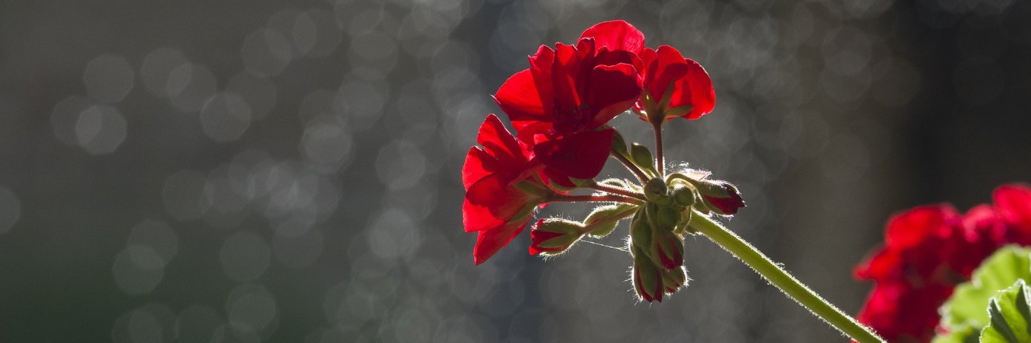 ChicaizIvone's profile banner image