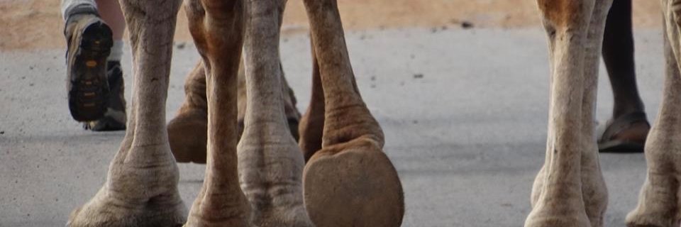 WalkingAutism's profile banner image