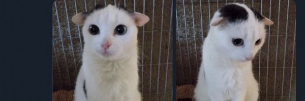 lengs_lengy Profile Banner