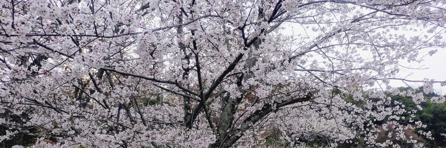 maimai0806's profile banner image