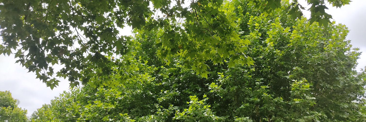 Débora Dornelles banner