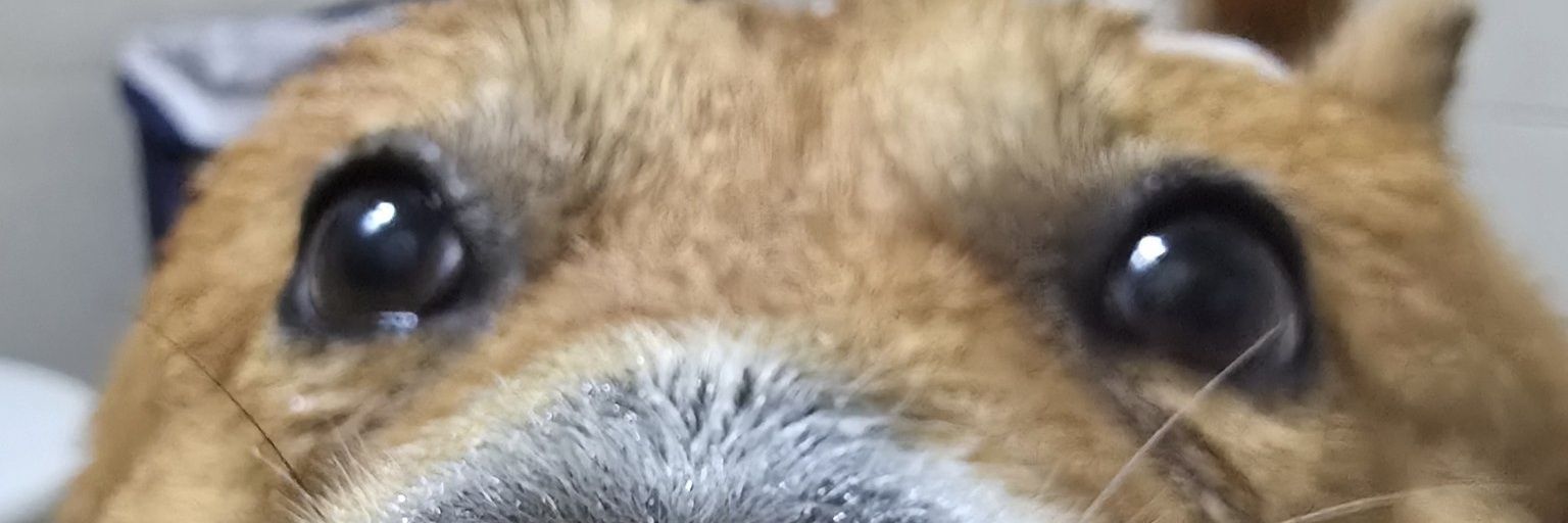 Corfoc's profile banner image