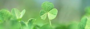 kieu banner