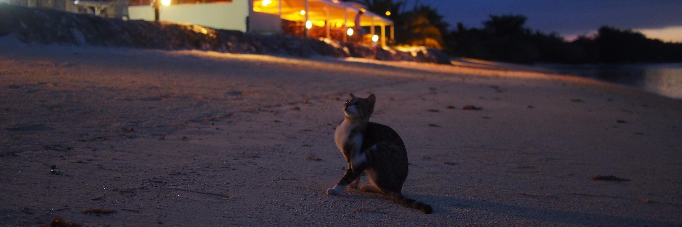 ゆえ@ぽかぽかルビコン村 banner