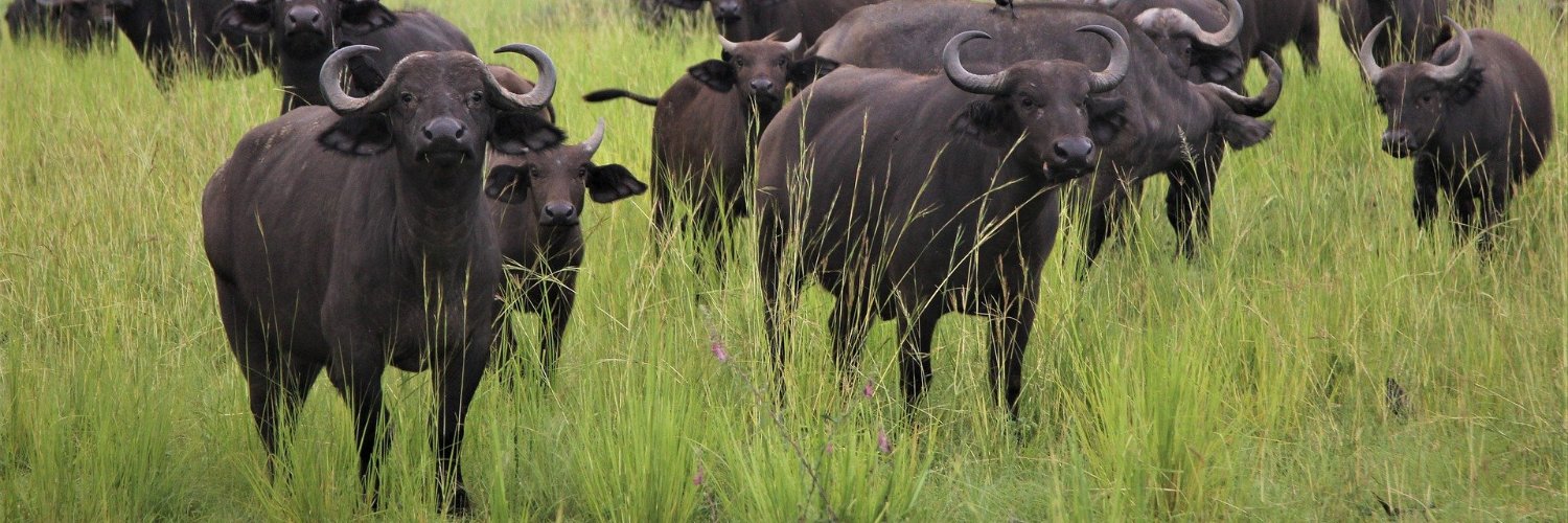 Lambula Uganda banner