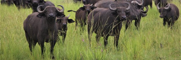 lambulauganda1 Profile Banner