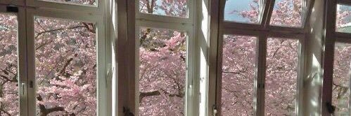 lilly🎀 banner