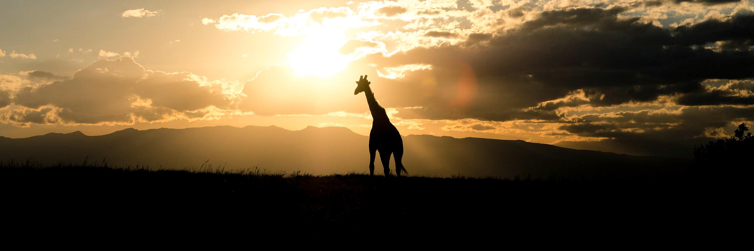 thesash's profile banner image