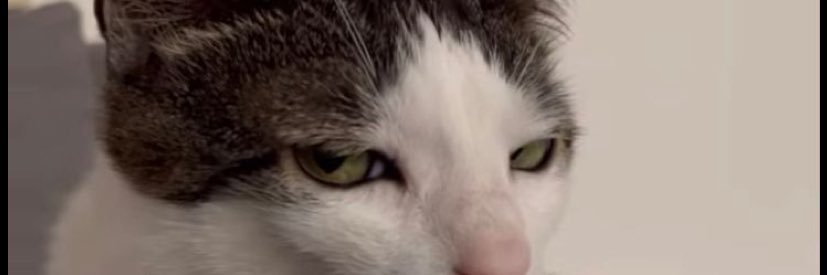 shessprecious banner