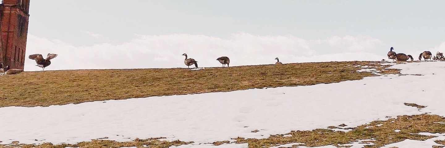 Zichen Cleo He 贺紫宸 banner