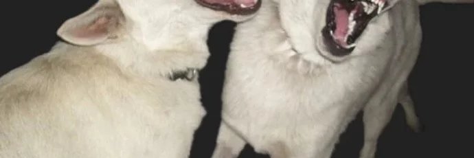 Rosh 🦅 banner