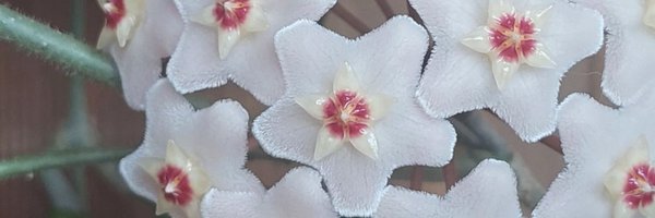 LMichal516 Profile Banner
