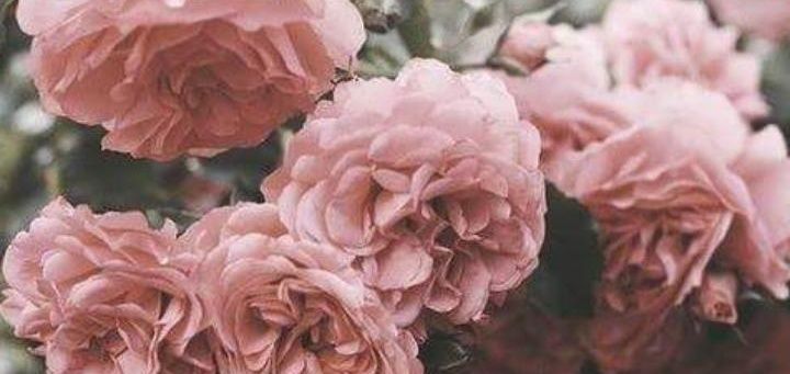 rojda_mutlu's profile banner image