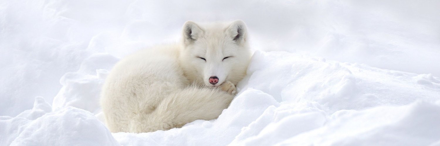 minecraftfoxlvr's profile banner image