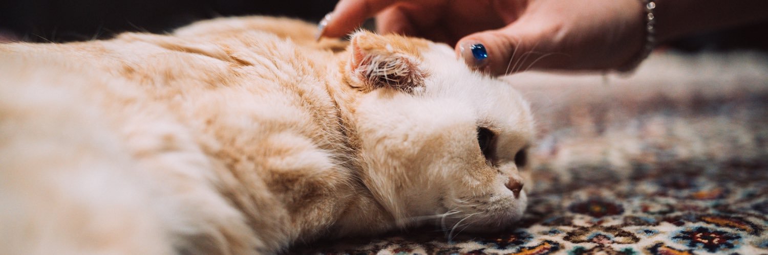 オリジナルのオイカワです。 banner