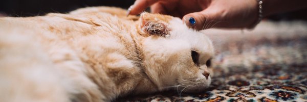 harcoikawa2 Profile Banner