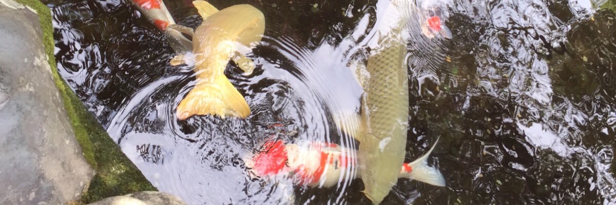 よしむーーーー banner