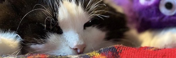 kedibesiktas Profile Banner