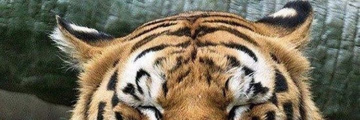 Alfarom4M's profile banner image