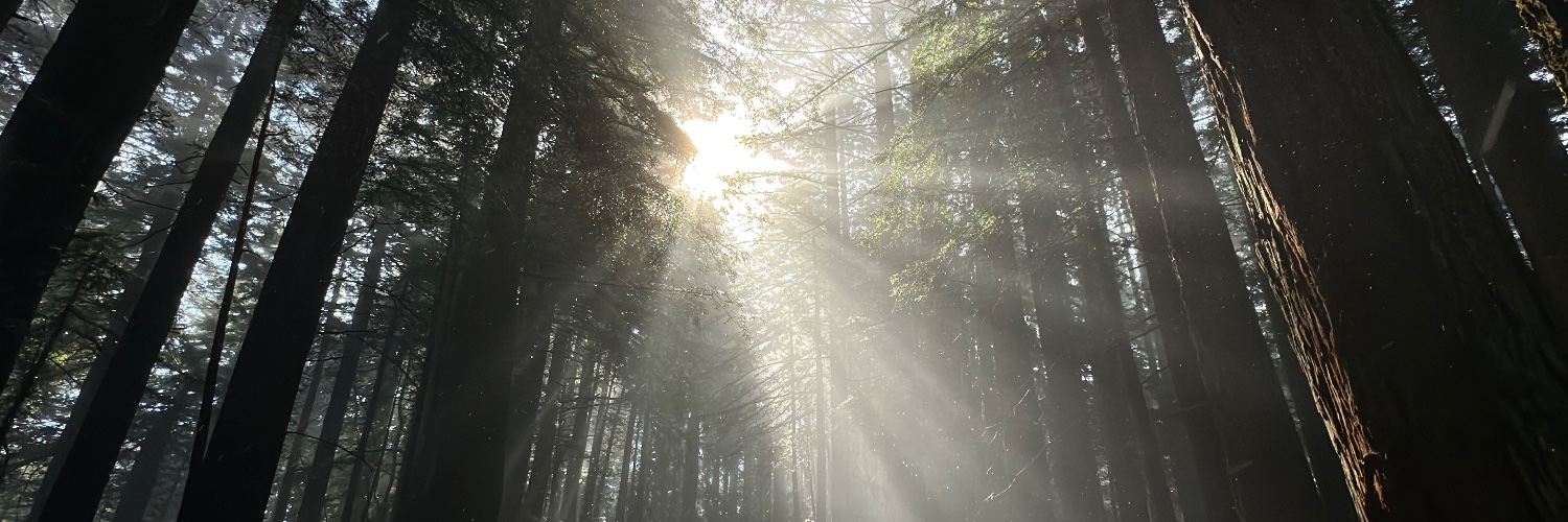 Natural Curations banner