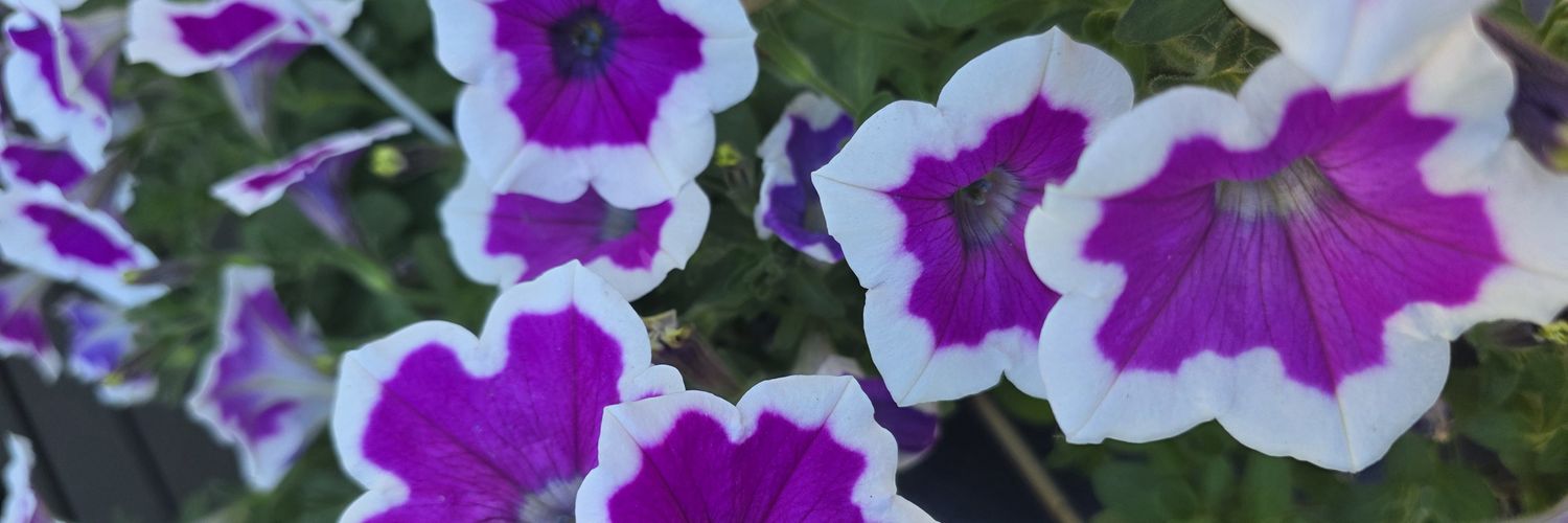 echo_heath's profile banner image