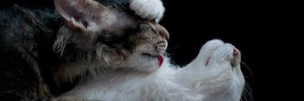 Leenewversion's profile banner image