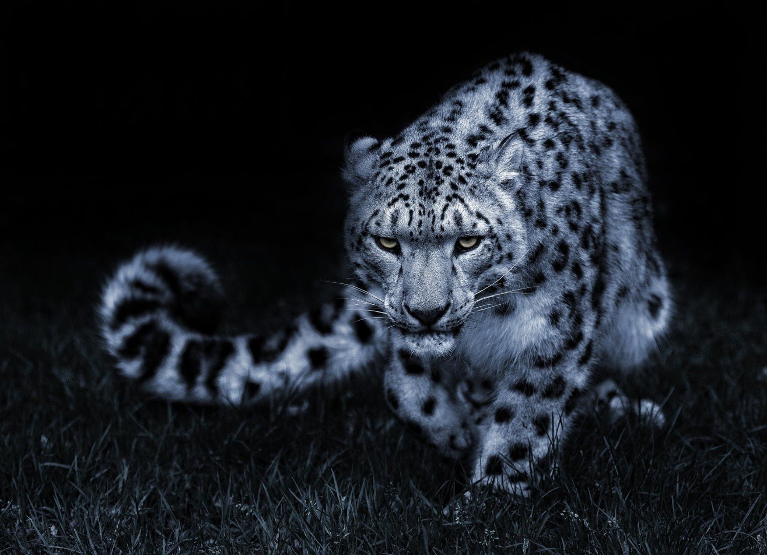 fadimaq's profile banner image