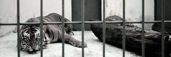 the1lucasilva Profile Banner