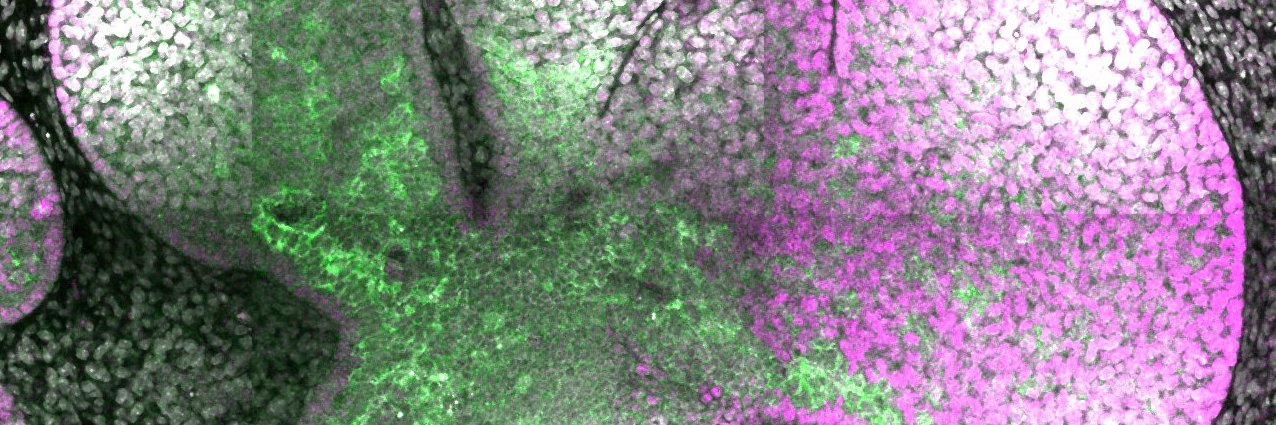 Robin Journot 🔬| 🎾 banner