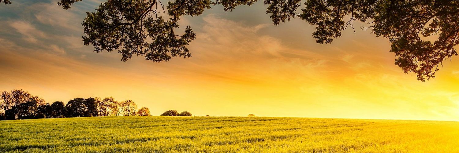 ROBERTO SCHEEL OK banner