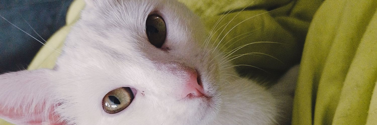 almiimontess's profile banner image