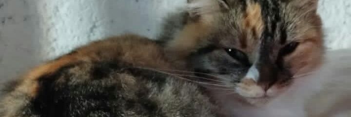VioletaGodoy45's profile banner image