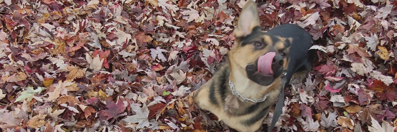 Shadow the Wusky banner