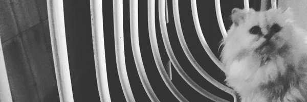 uedamarie Profile Banner