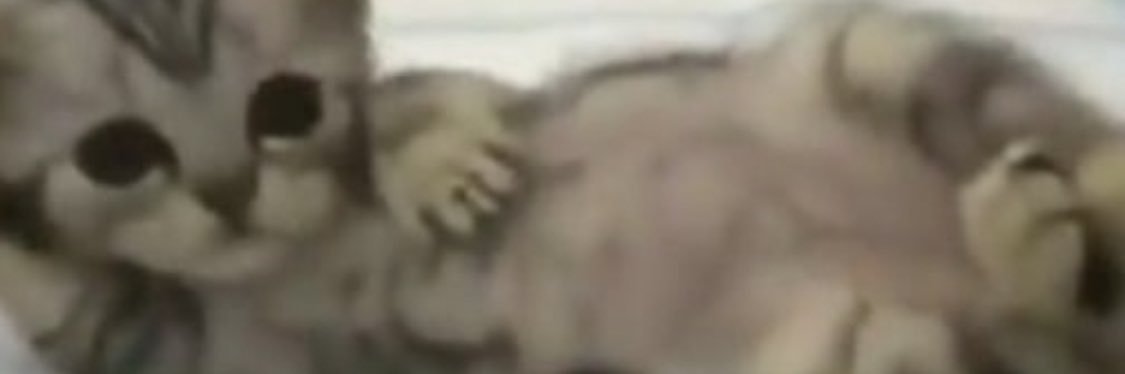 lusi banner