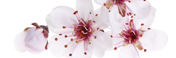kattyberoiza's profile banner image