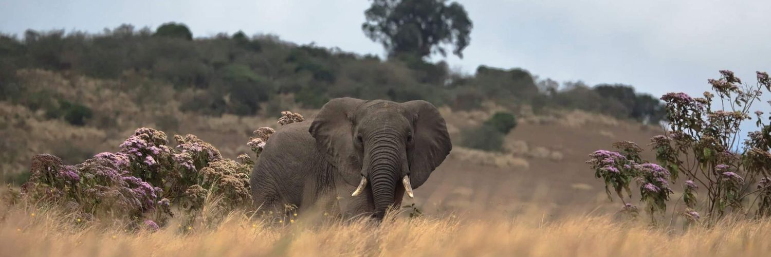 Vincent 🇺🇦🕊 banner