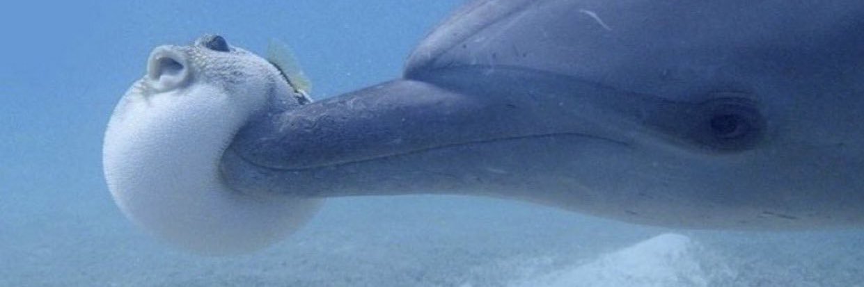 くりまるさぶ banner