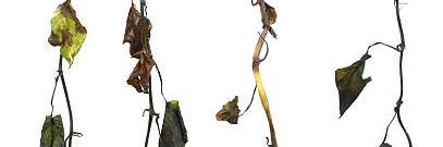 the palmer worm 🌲mother, wife,choral conductor.'s banner