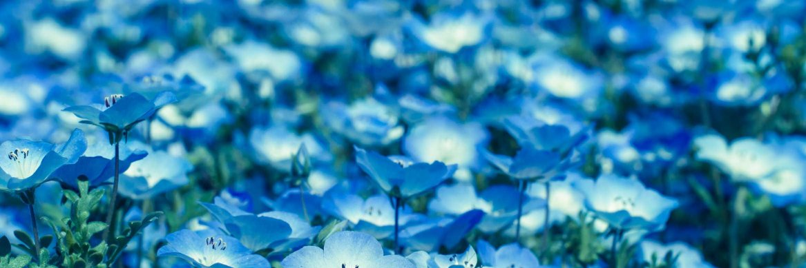 fleurfleur's profile banner image
