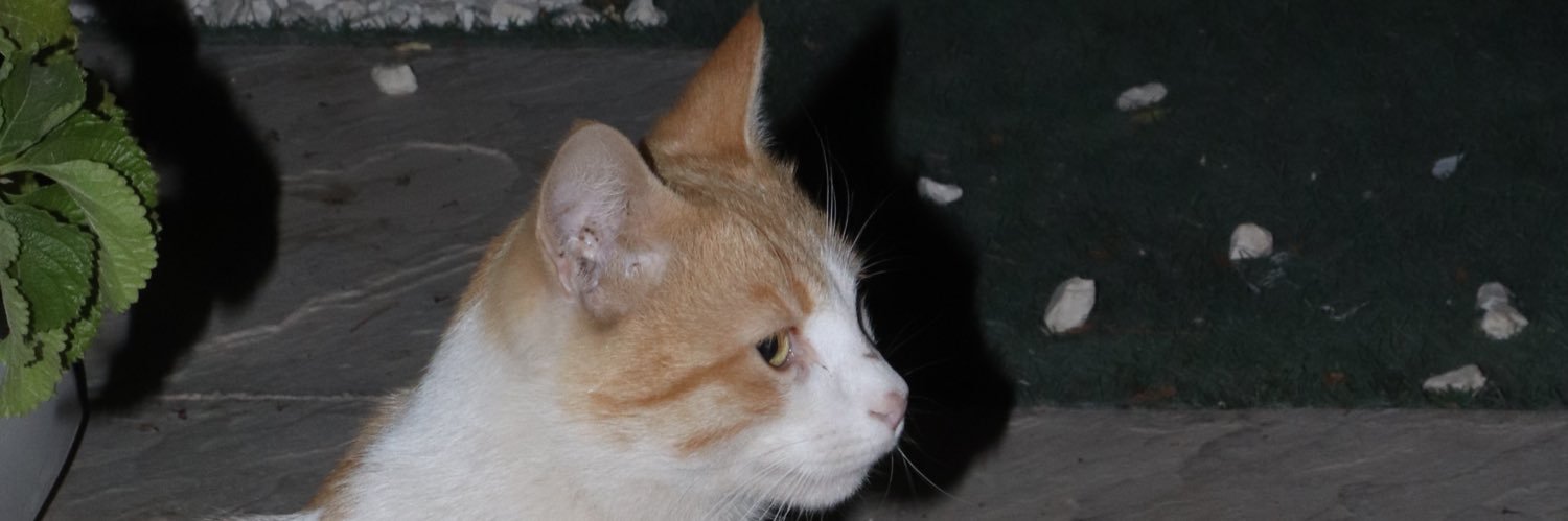 prokrostos's profile banner image